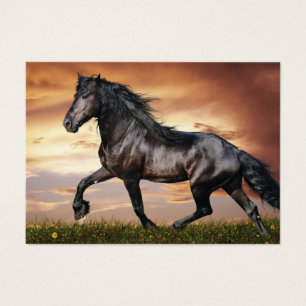 Beautiful Black Horse