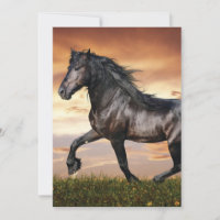 Beautiful Black Horse