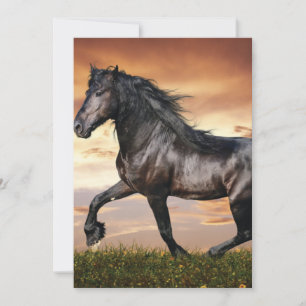 Beautiful Black Horse Invitation