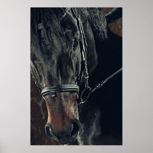 Beautiful Black Horse Poster