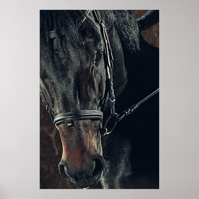 Beautiful Black Horse  Poster (Front)