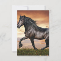 Beautiful Black Horse
