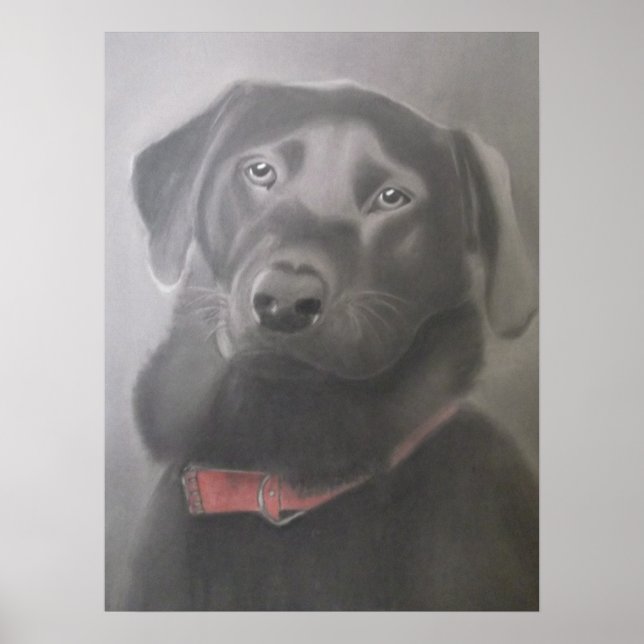 Beautiful Black Labrador Poster (Front)