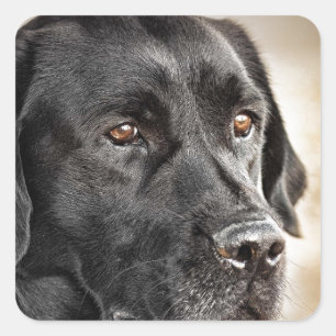 Beautiful Black Labrador Retriever dog design Square Sticker