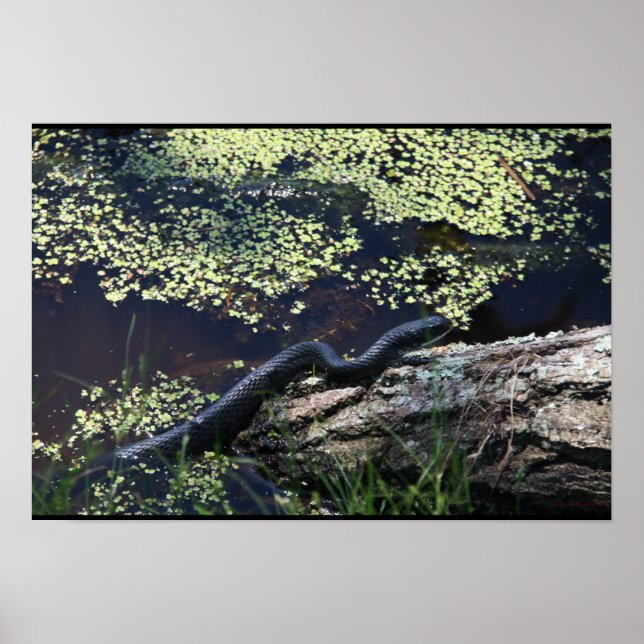 Beautiful Black Snake Print (Front)