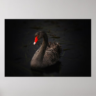 Beautiful black swan poster