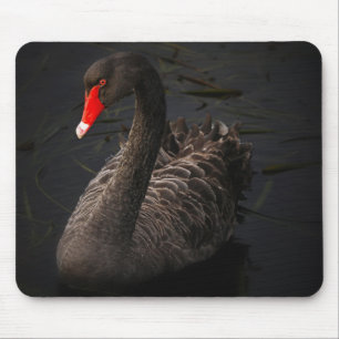 Beautiful Black Swan Swimming on a River Mouse Pad
