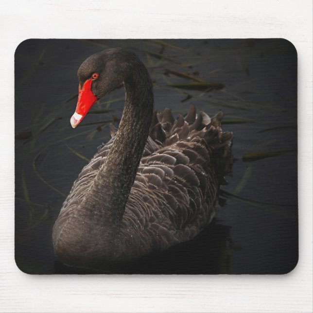 Beautiful Black Swan Swimming on a River Mouse Pad (Front)