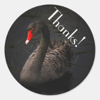 Beautiful Black Swan with a Bright Red Beak