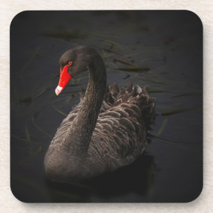 Beautiful Black Swan with a Bright Red Beak Coaster