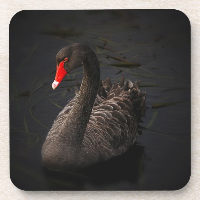 Beautiful Black Swan with a Bright Red Beak Coaster (Front)