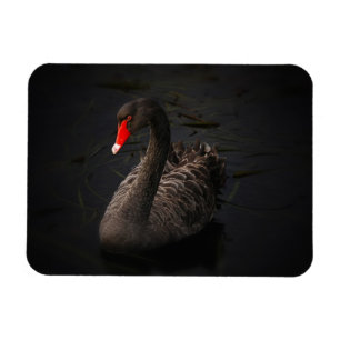 Beautiful Black Swan with a Bright Red Beak Magnet