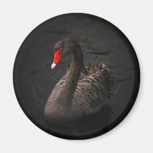 Beautiful Black Swan with a Bright Red Beak Magnet