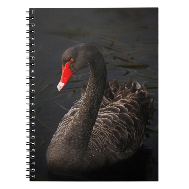 Beautiful Black Swan with a Bright Red Beak Notebook (Front)
