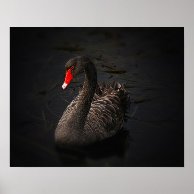 Beautiful Black Swan with a Bright Red Beak Poster (Front)