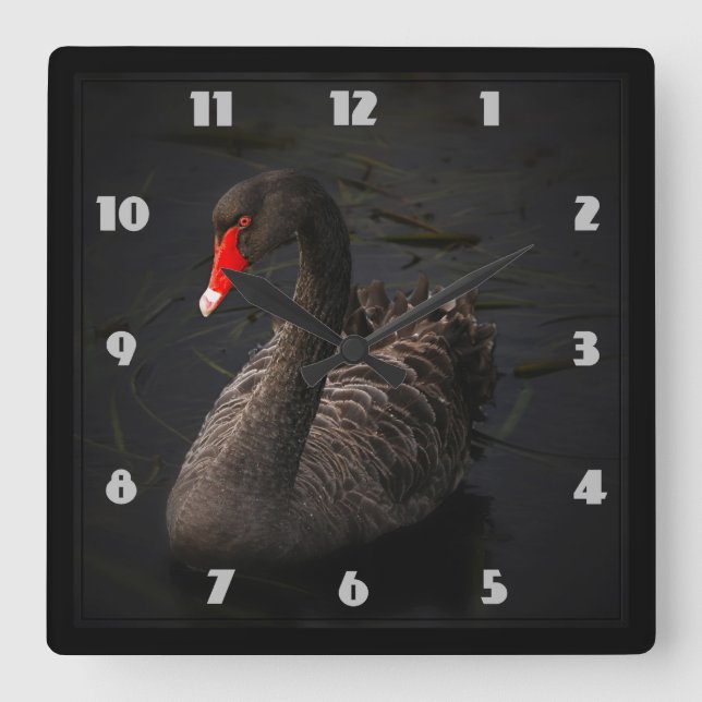 Beautiful Black Swan with a Bright Red Beak Square Wall Clock (Front)