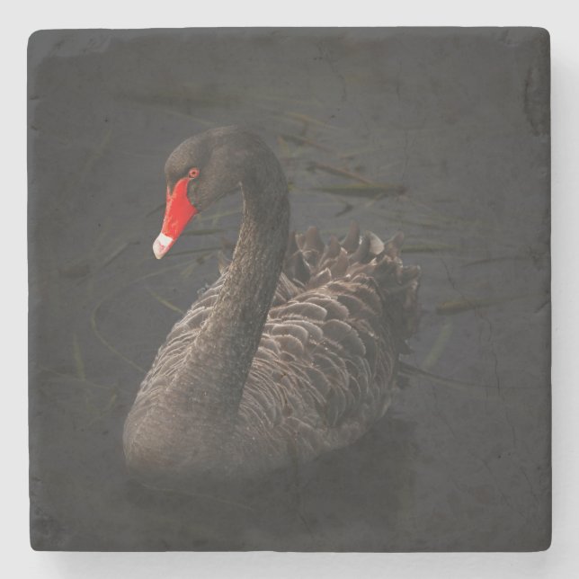 Beautiful Black Swan with a Bright Red Beak Stone Coaster (Front)