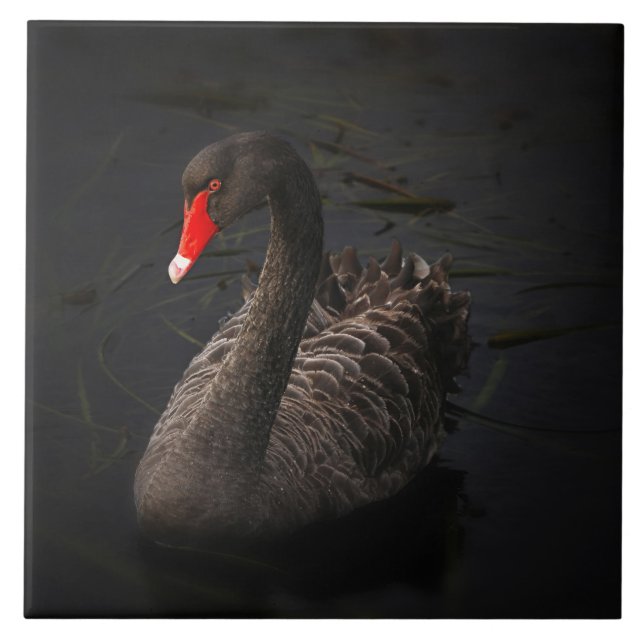 Beautiful Black Swan with a Bright Red Beak Tile (Front)