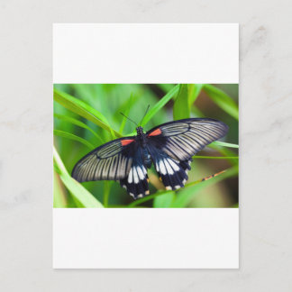 Beautiful Black, White and Red Butterfly Postcard