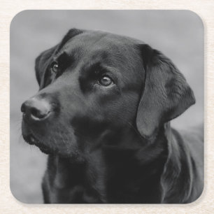 Beautiful Black & White Photo of a Black Labrador Square Paper Coaster