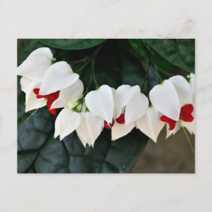 Beautiful Bleeding Hearts flowers Postcard