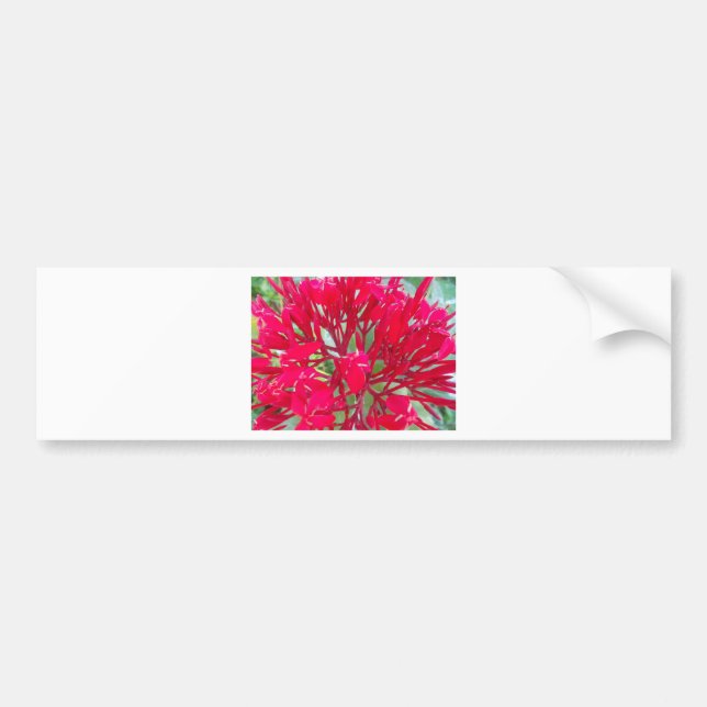 Beautiful Blood Flower Milkweed Art Print/Graphic Bumper Sticker (Front)