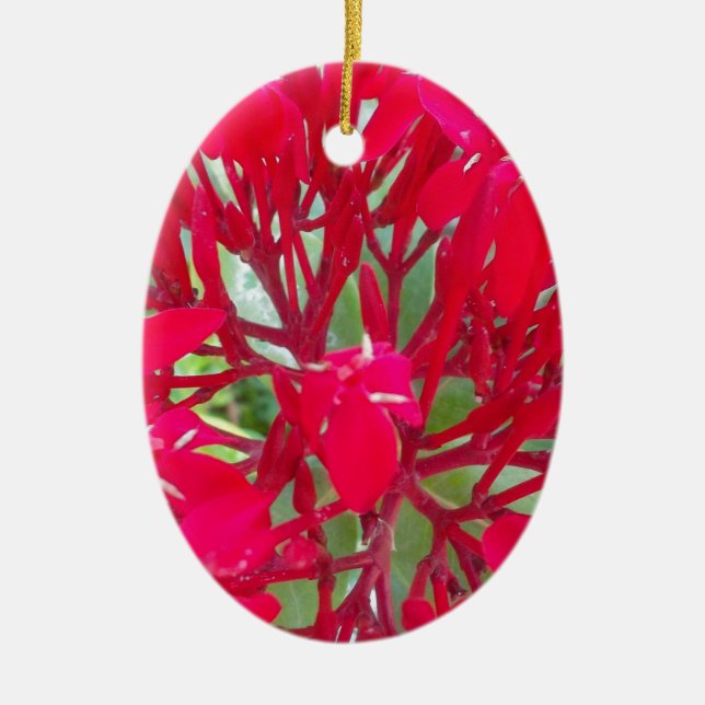 Beautiful Blood Flower Milkweed Art Print/Graphic Ceramic Tree Decoration (Front)