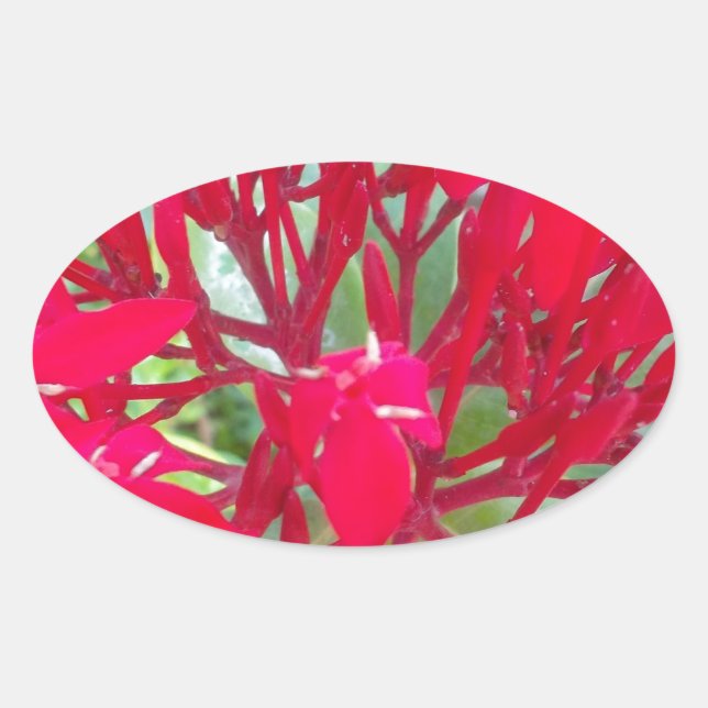 Beautiful Blood Flower Milkweed Art Print/Graphic Oval Sticker (Front)