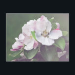 Beautiful Blooming Apple Tree Postcard<br><div class="desc">This blooming apple tree postcard featuring beautiful white and pink blossoms of a blooming apple tree is perfect for anyone who loves spring or nature in general. For custom requests,  please contact me via Zazzle chat or visit www.danielcapphotography.com. Nature photography by Daniel Cap.</div>
