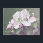 Beautiful Blooming Apple Tree Postcard<br><div class="desc">This blooming apple tree postcard featuring beautiful white and pink blossoms of a blooming apple tree is perfect for anyone who loves spring or nature in general. For custom requests,  please contact me via Zazzle chat or visit www.danielcapphotography.com. Nature photography by Daniel Cap.</div>