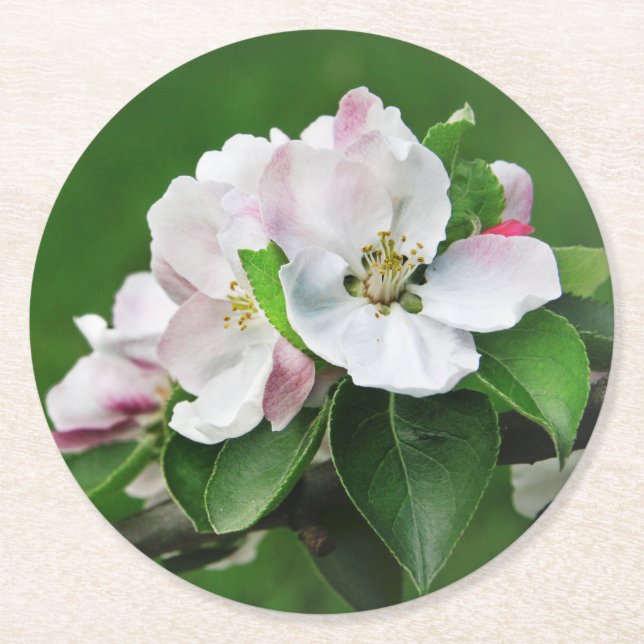 Beautiful Blooming Apple Tree Spring Coasters (Front)