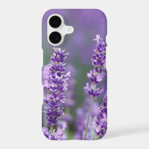 Beautiful Blooming Lavender Flowers