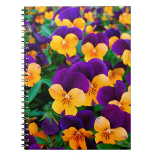 Beautiful blooming pansies in the garden notebook