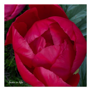 Beautiful Blooming Red Peony Poster