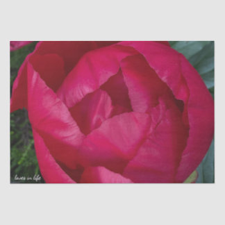 Beautiful Blooming Red Peony Tissue Paper