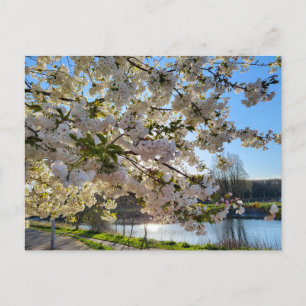 Beautiful Blossom Postcard