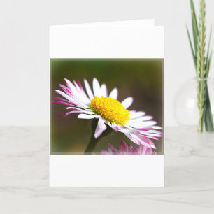 beautiful blossoms petals romance romantic bridal card