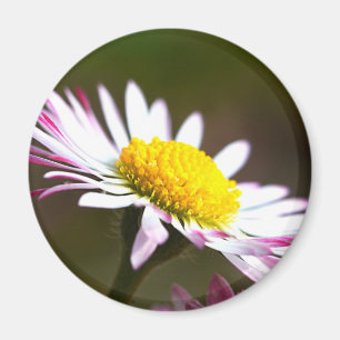 beautiful blossoms petals romance romantic bridal magnet