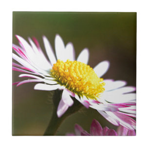beautiful blossoms petals romance romantic bridal tile