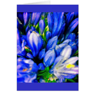 Beautiful Blue Agapanthus Blank Greeing Card