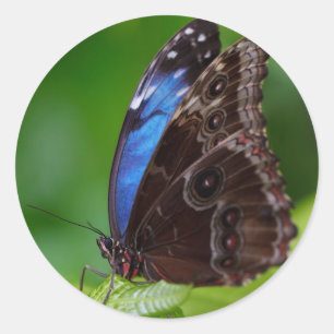 Beautiful Blue and Black Butterfly Classic Round Sticker