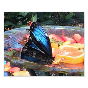 Beautiful Blue and Black Butterfly Photo Print