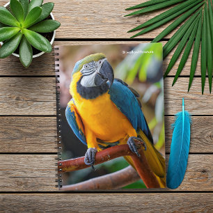 Beautiful Blue and Gold Macaw Notebook