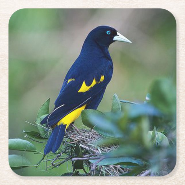 Beautiful Blue and Yellow Bird Square Paper Coaster (Front)