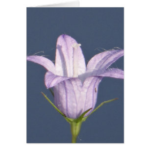 Beautiful blue bell flower