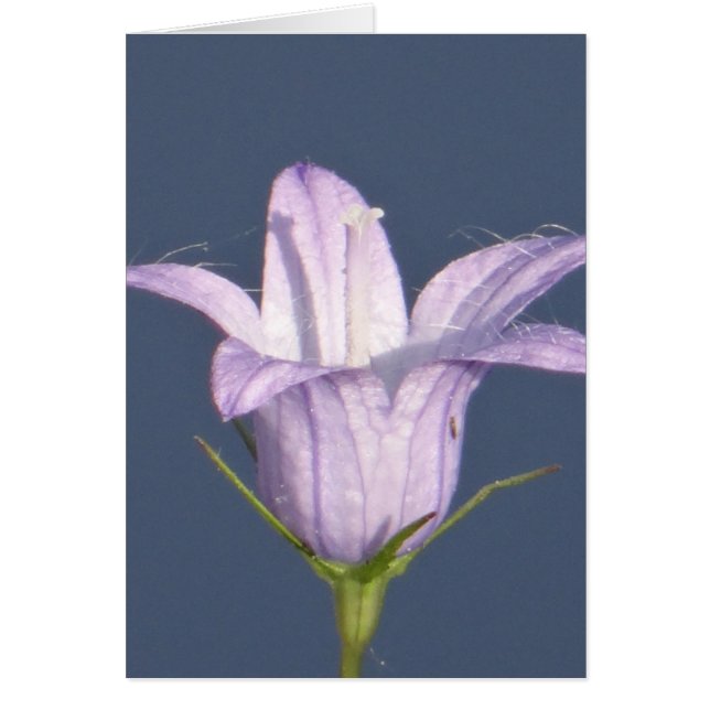 Beautiful blue bell flower (Front)