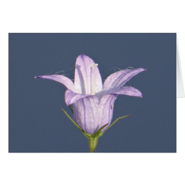 Beautiful blue bell flower (Front Horizontal)