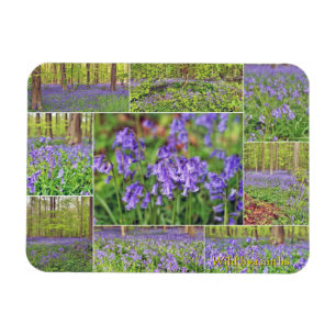 Beautiful blue bells in forest magnet
