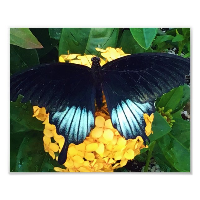Beautiful Blue Butterfly on Yellow flowers Photo Print (Front)