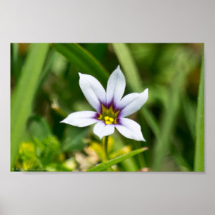 Beautiful Blue-Eyed Grass Wildflower Poster
